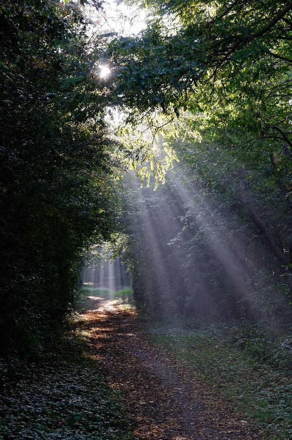 Licht im Wald 02