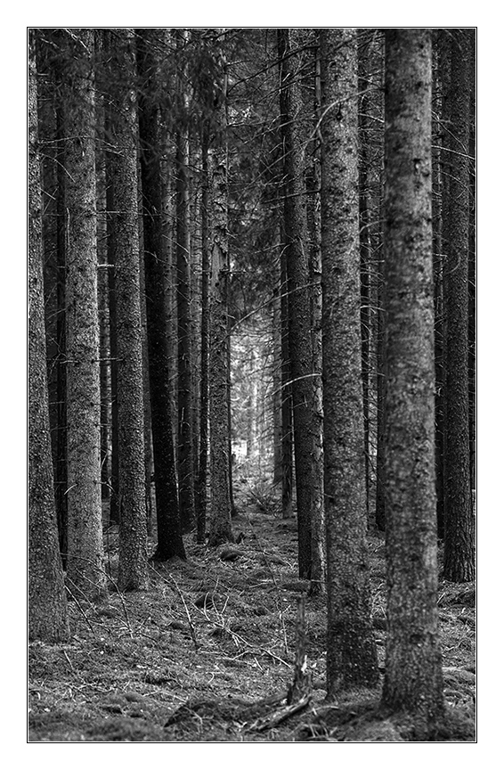 licht im wald sw