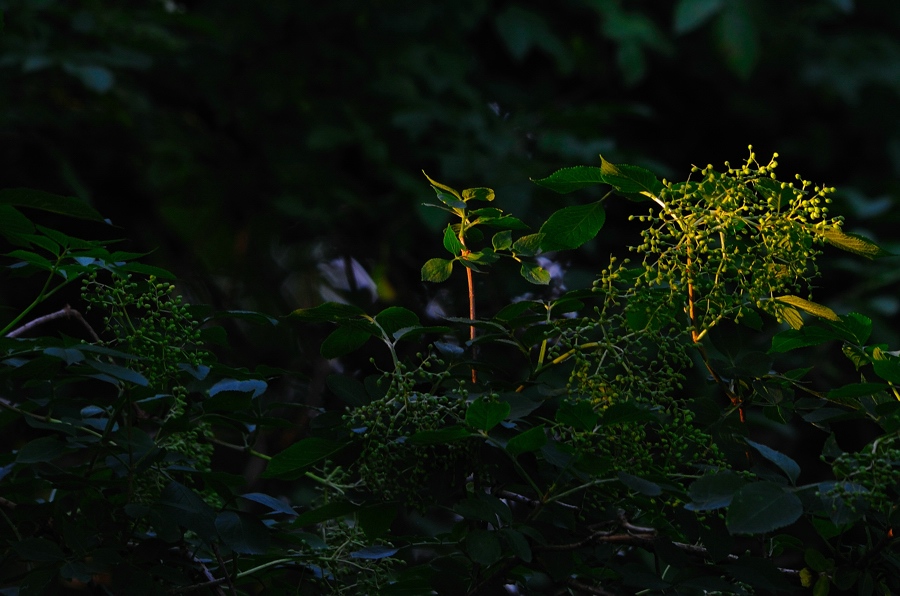 Licht im Wald