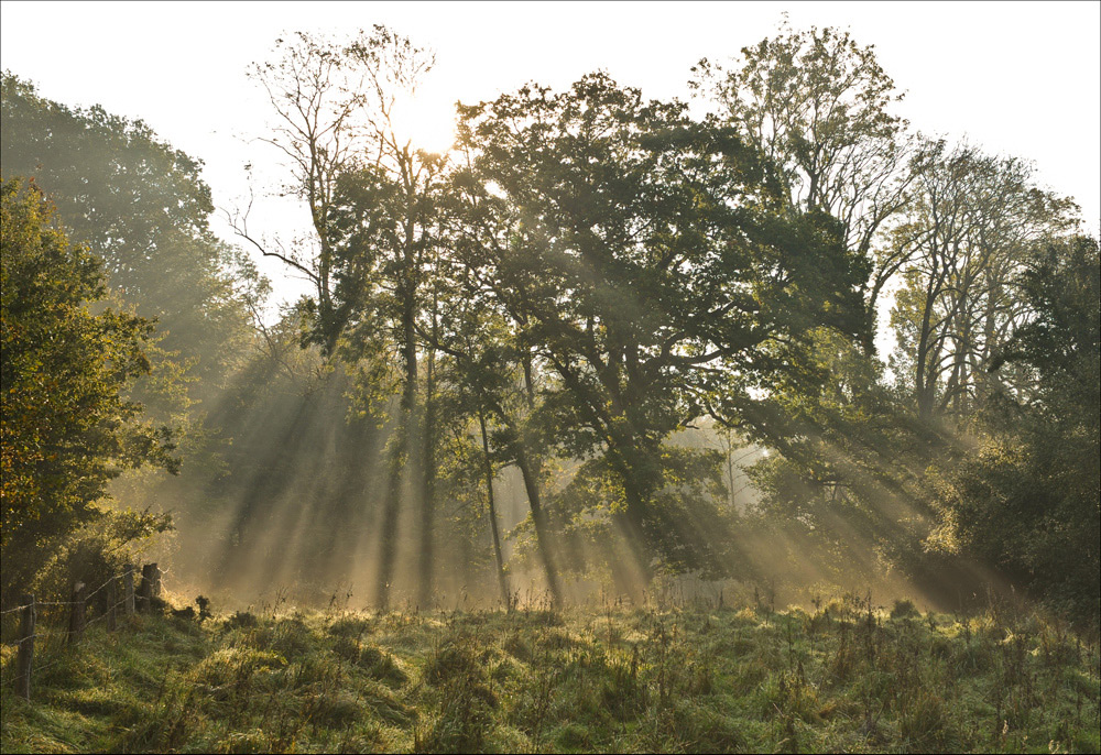 Licht