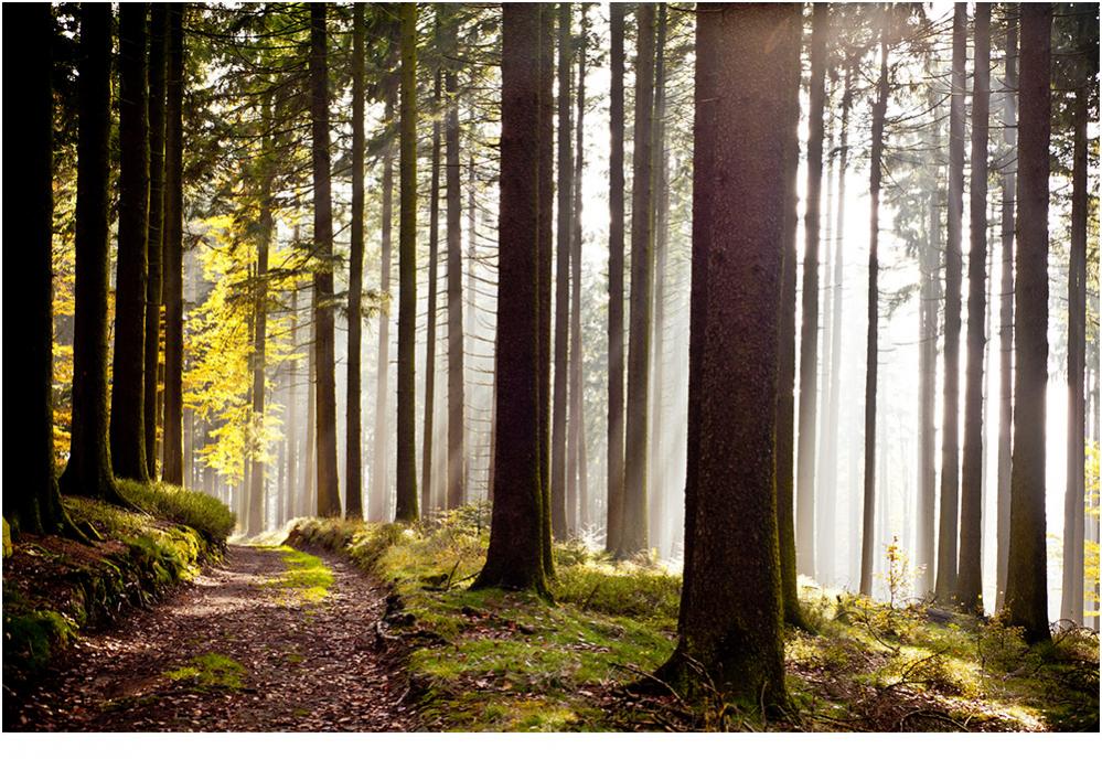 lichtdurchfluteter Wald