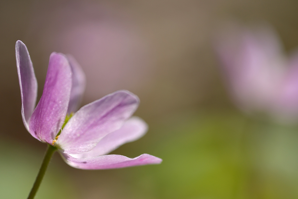 lichtfänger