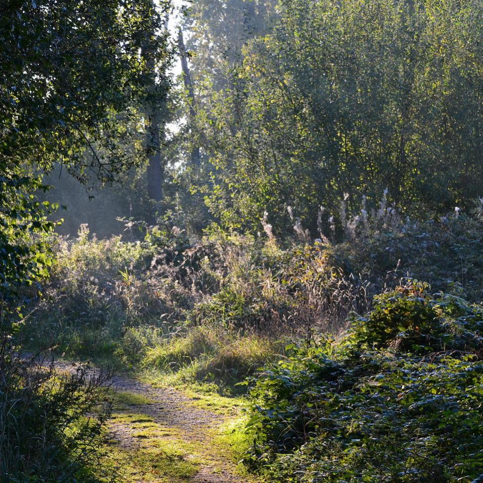 Lichtspiele im Morgendunst