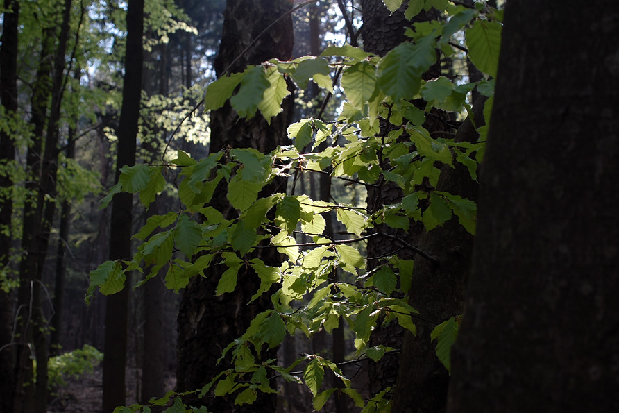Lichtstreif