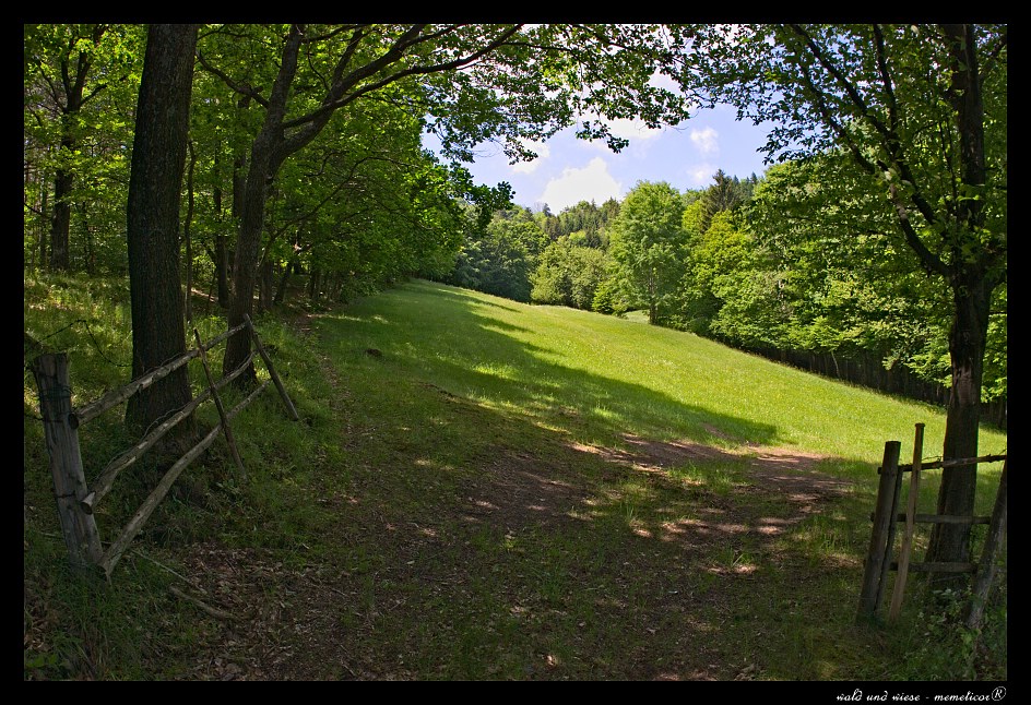 Lichtung
s DSC 0190