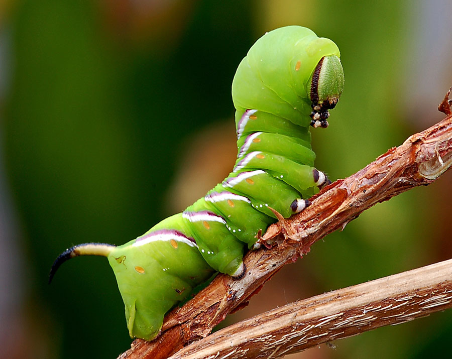 Ligusterraupe