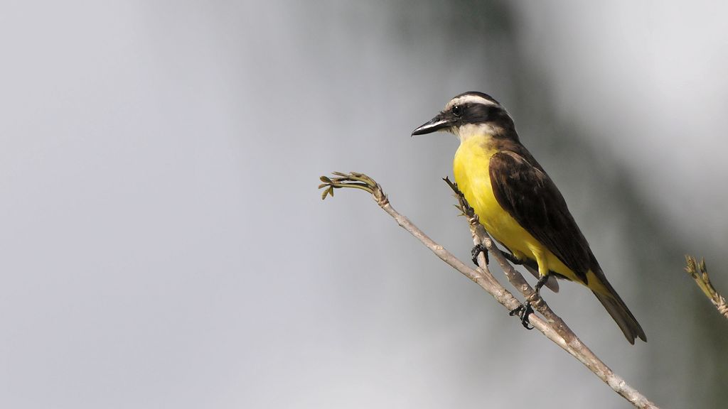 Liktor (Lesser Kiskadee)
Bangara Island
9785
