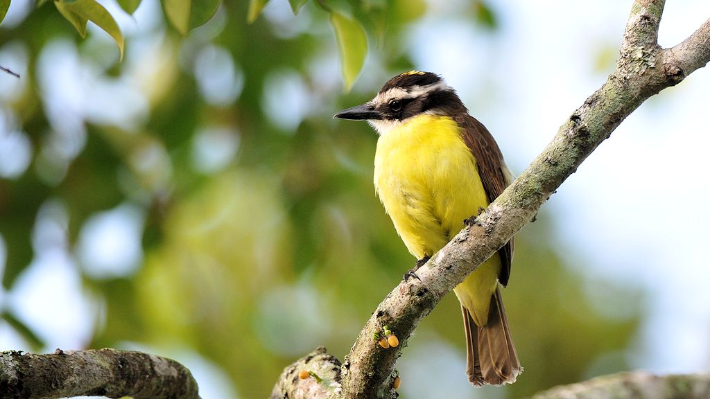 Liktor (Lesser Kiskadee)
Botanischer Garten, Georgetown
8871