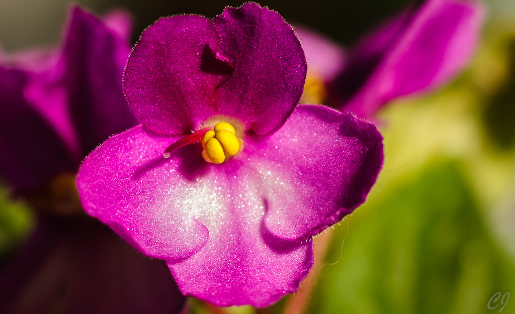 Lila Blüte