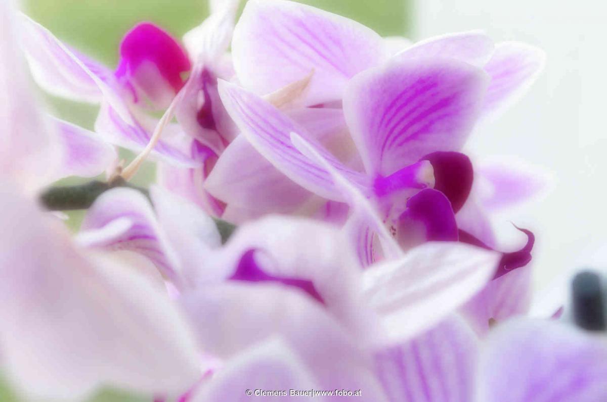 Lila Orchideenblüte. Mehr gibts auf www.fobo.at