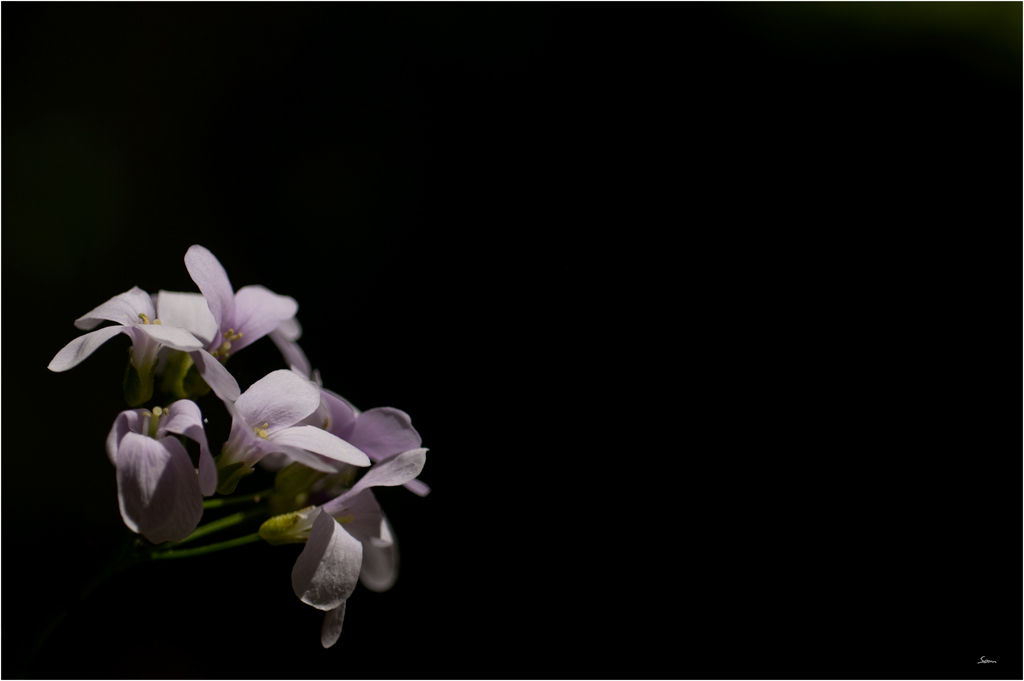 LilaDSC 0027