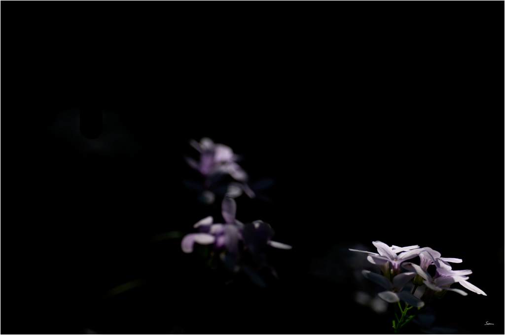 LilaDSC 0033