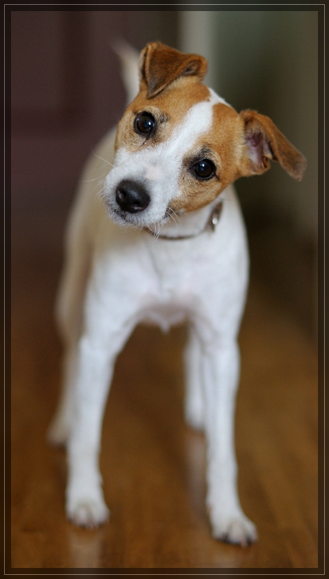 lili