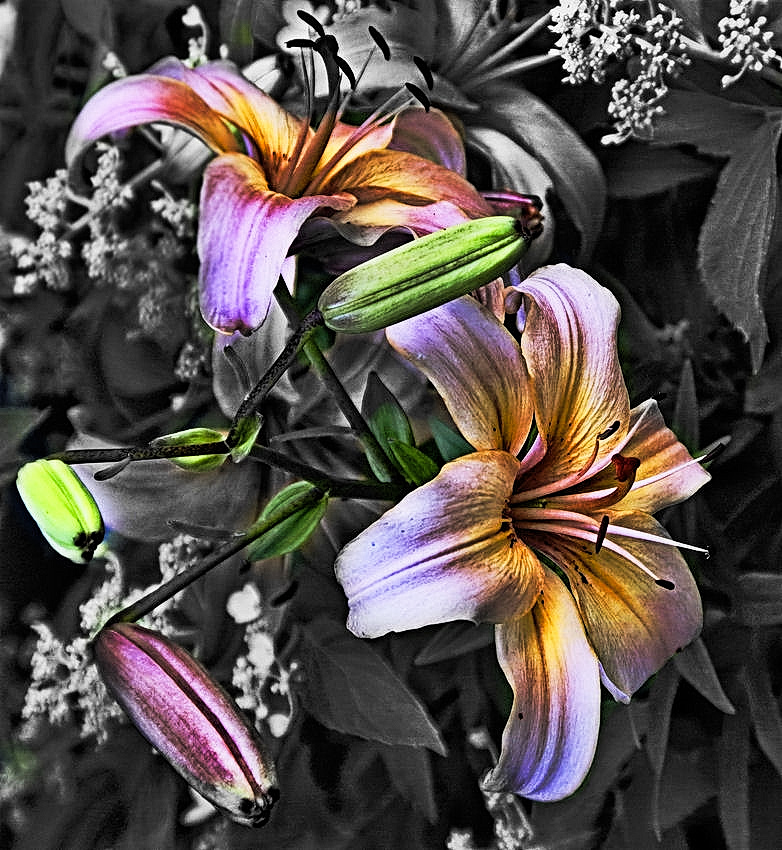 Lilien.jpg