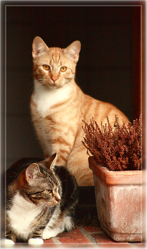 Lilly und Gismo