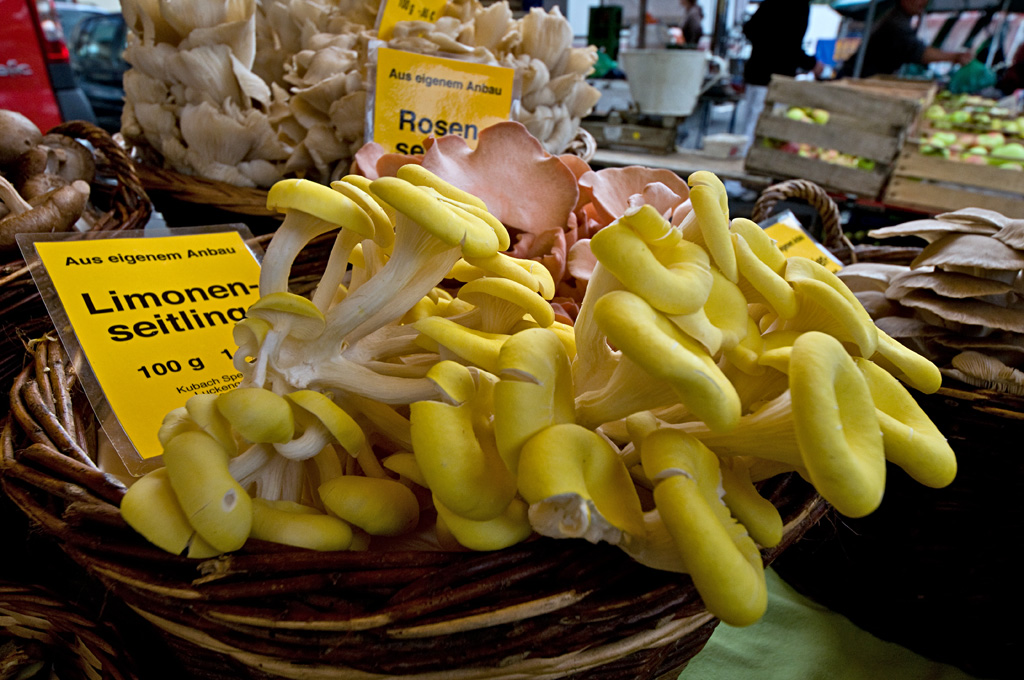 Limonenseitlinge