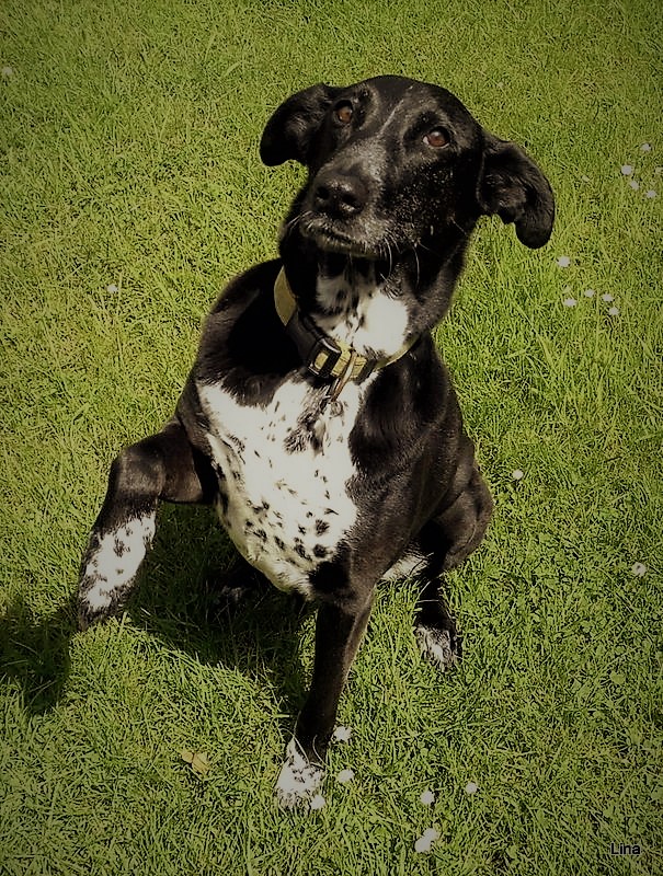 Lina kam vor 5 Jahren aus Frankreich vom Tierasyl zu uns, total verängstigt verkroch sie sich fast 1 Jahr nur unterm Küchentisch und zitterte ! Heute 