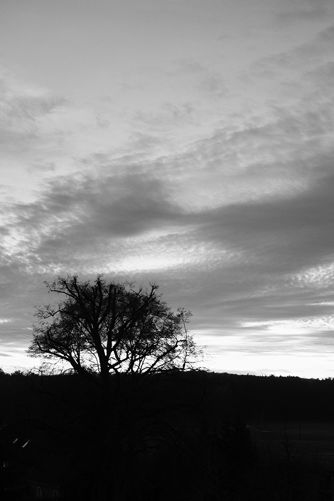 Linde in der Abenddämmerung