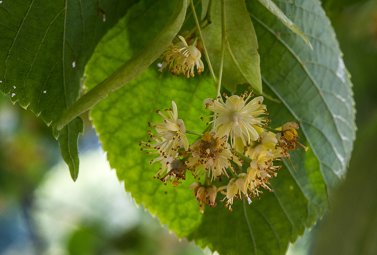 Lindenblüten (1 von 1).jpg
