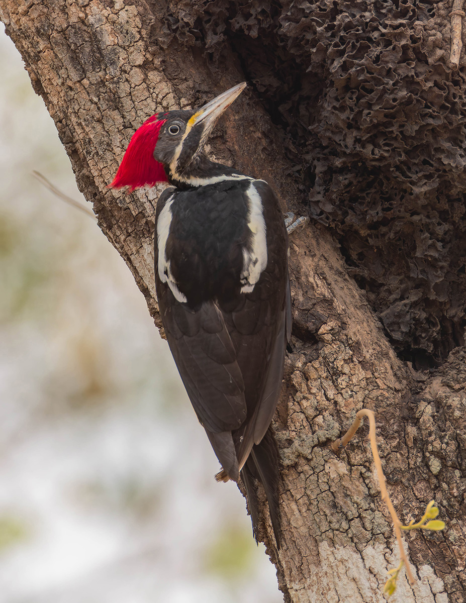 Lineated Woodpecker.jpg