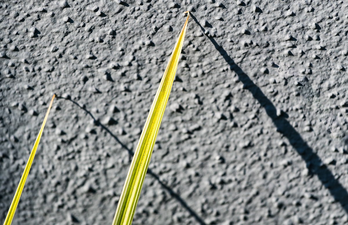 Linien 1366