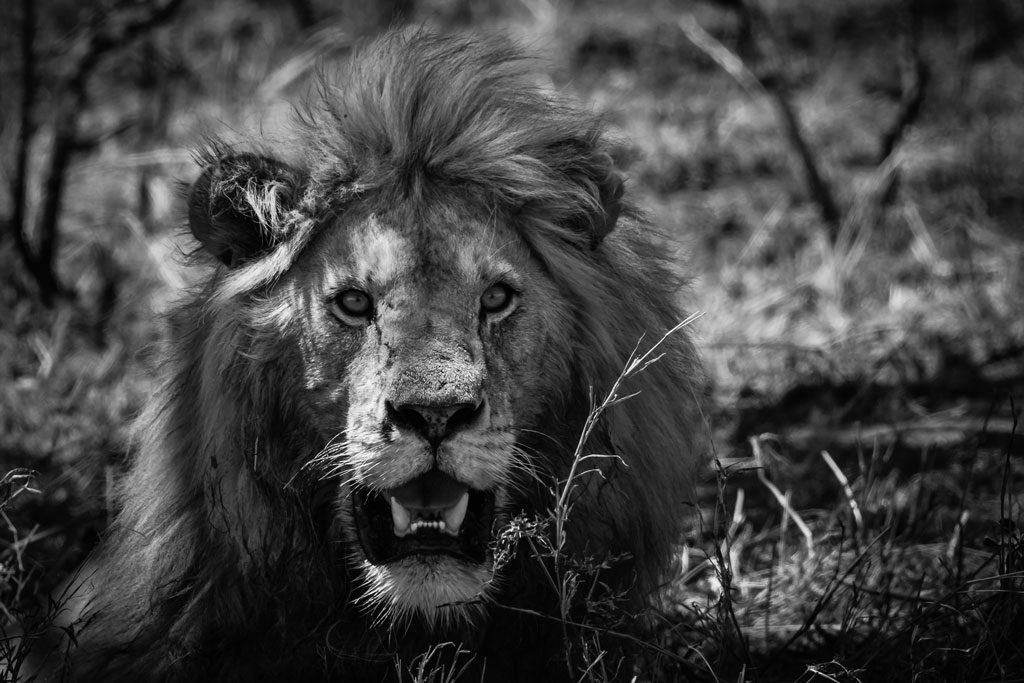 lion bw