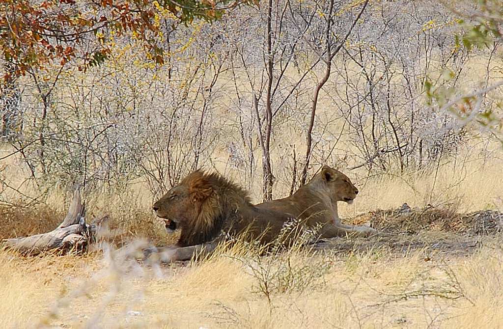lion et lionne = Löwe und Löwin