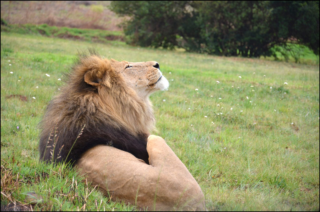 Lion1