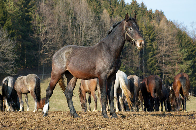 Lippizaner in Schwarz