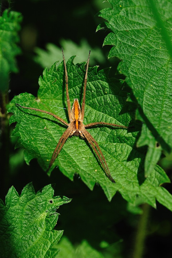 Listspinne PisauraMirabilis