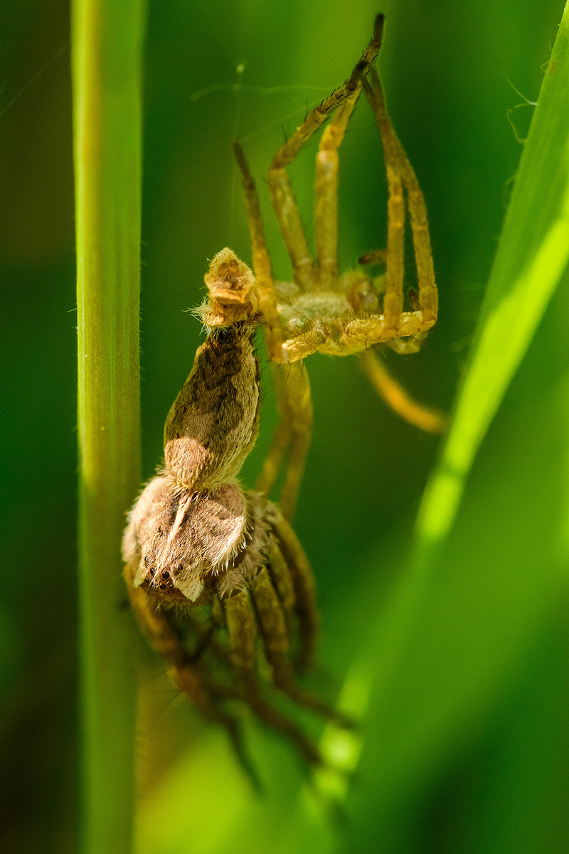 Listspinne