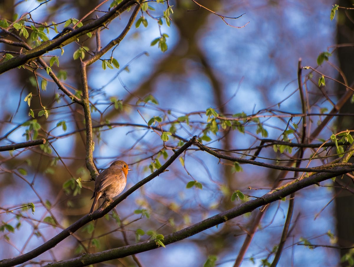 Little Robin