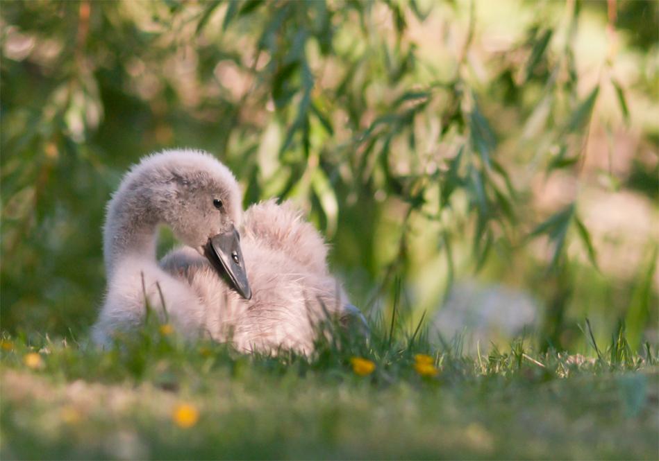 little swan