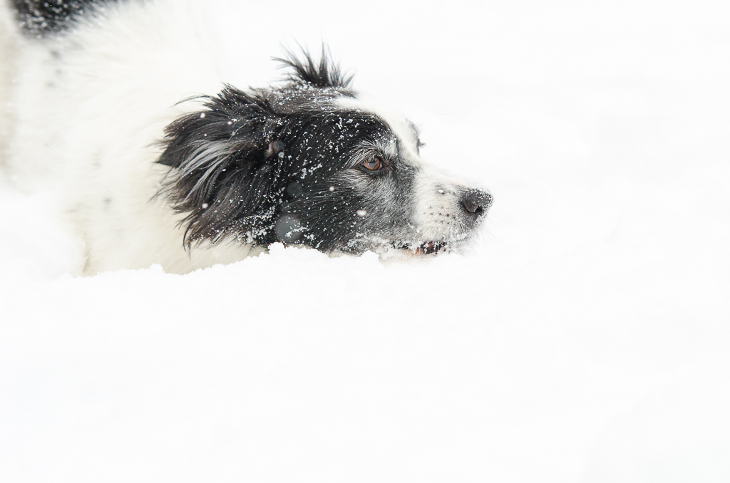 LNM 9307