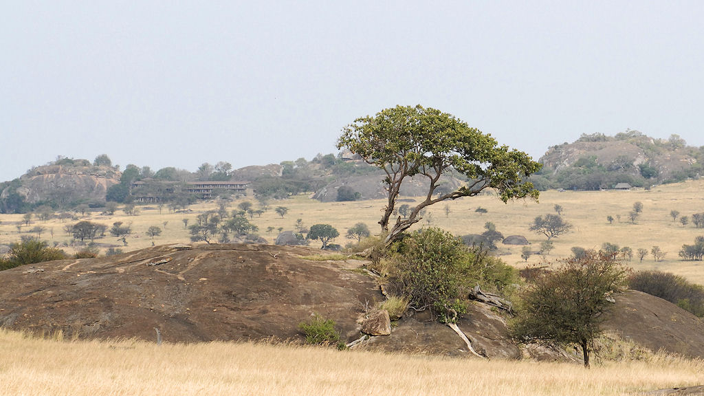 Lobo mit der Lobo Willife Lodge
1329