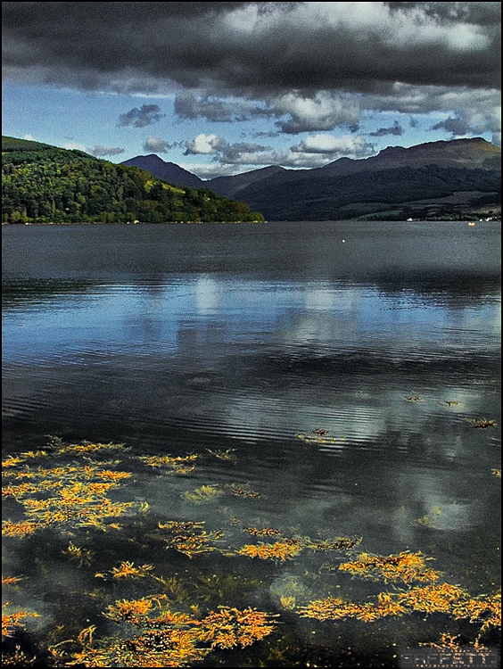 Loch Fyne forum
