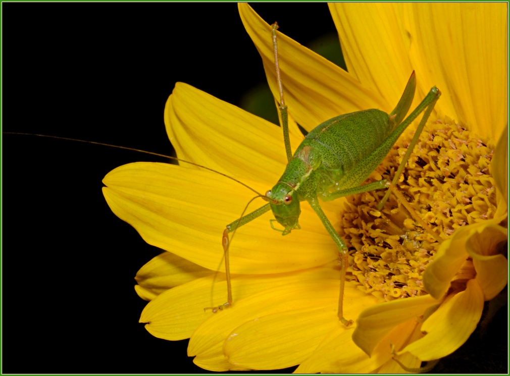 Locust 01 NF