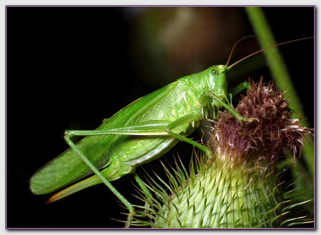 Locust 03 NF