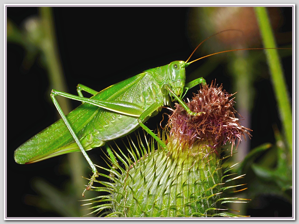 Locust 5