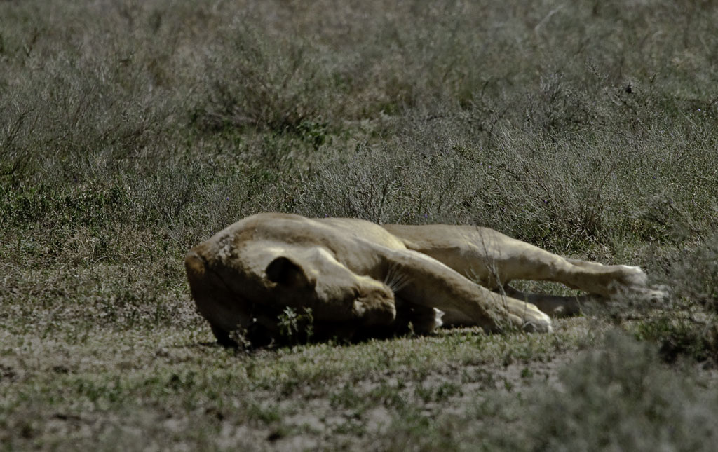 loewen 09