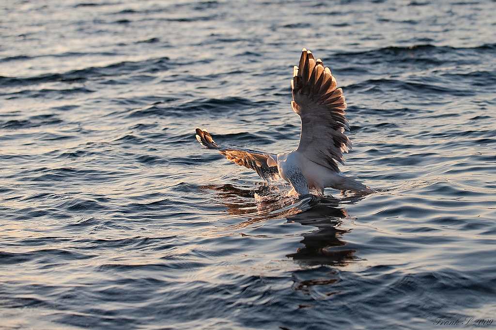 Lofoten103