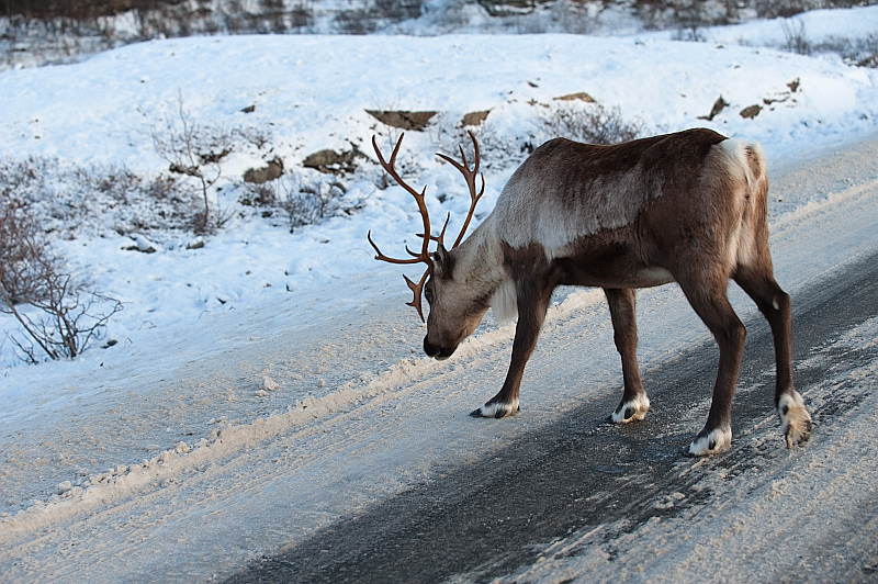 Lofoten112