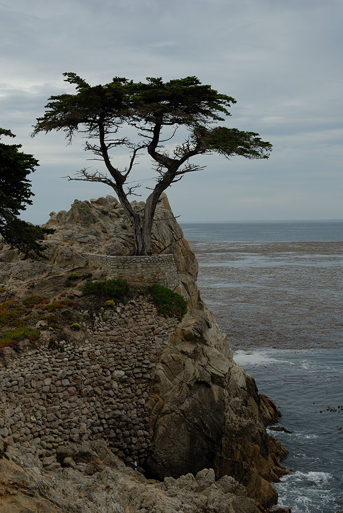 Lone Cypress