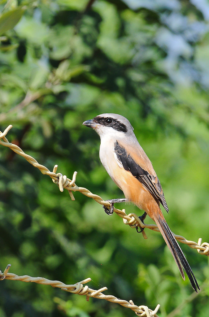 Long-Tailed Shrike 1