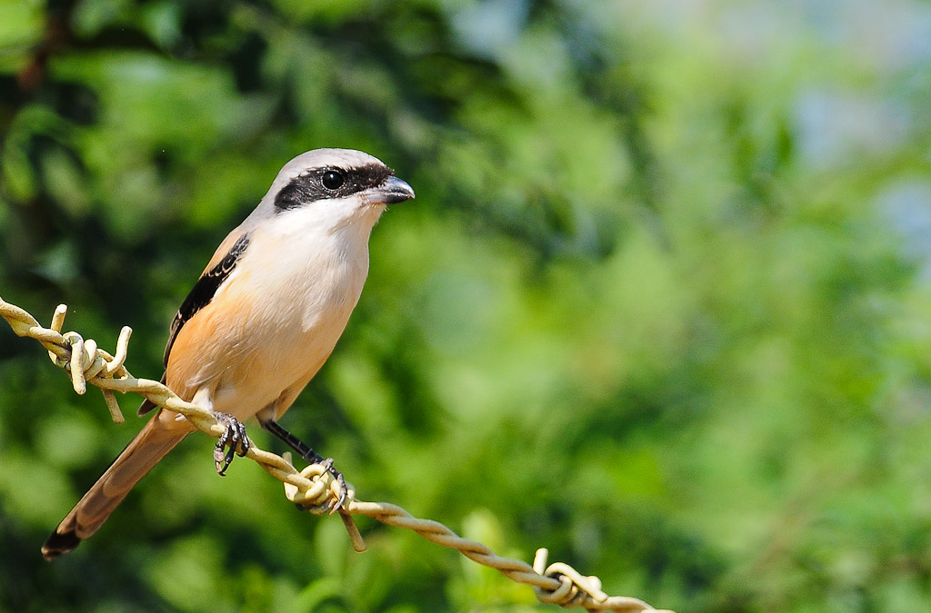Long-Tailed Shrike 2