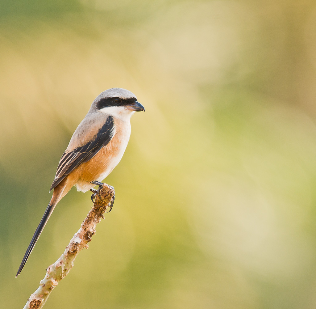 Long-Tailed Shrike 4