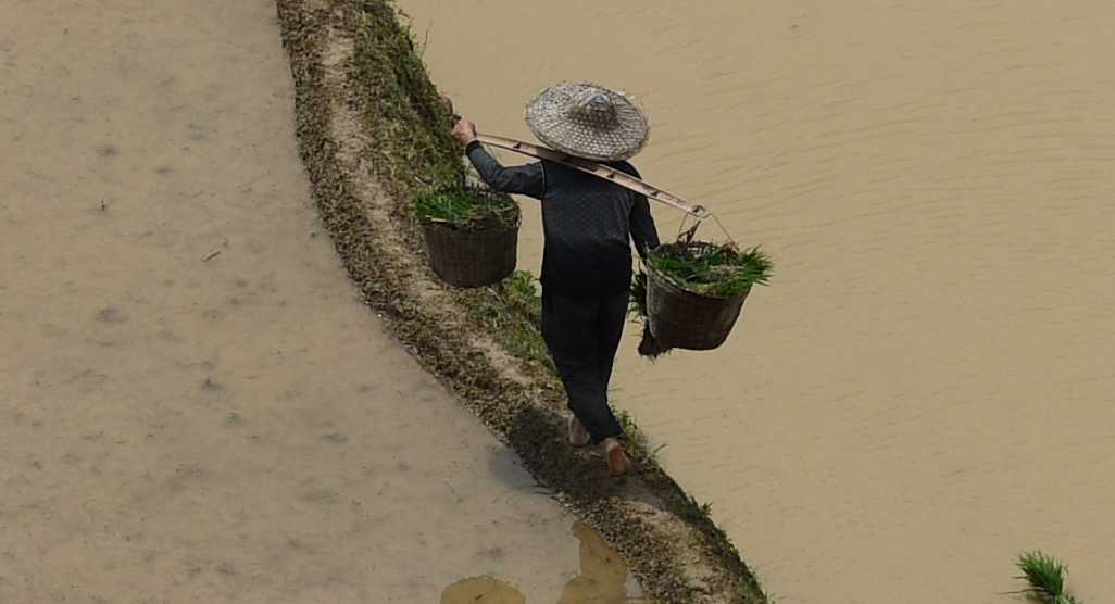 LongJi Reisterrassen 1 Crop 100%