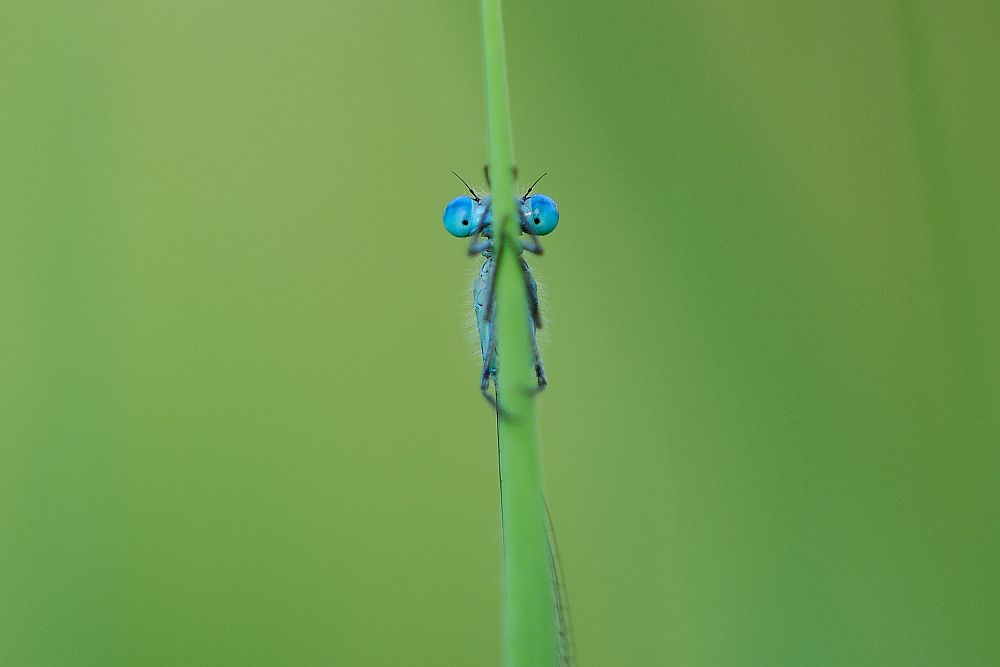 ...look into my eyes...