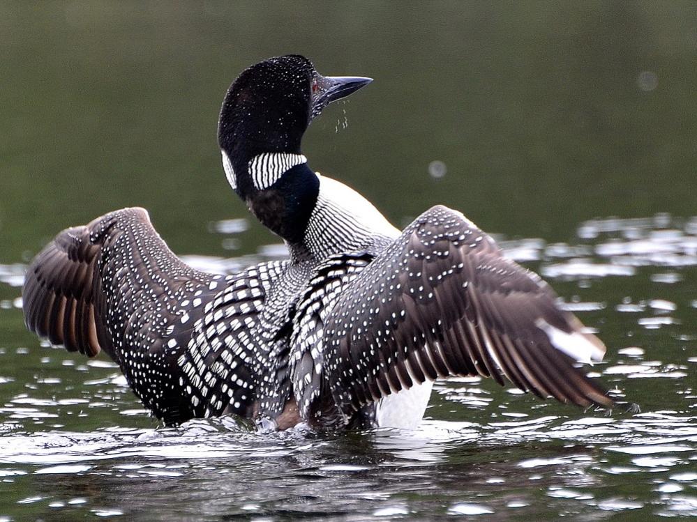 Loon