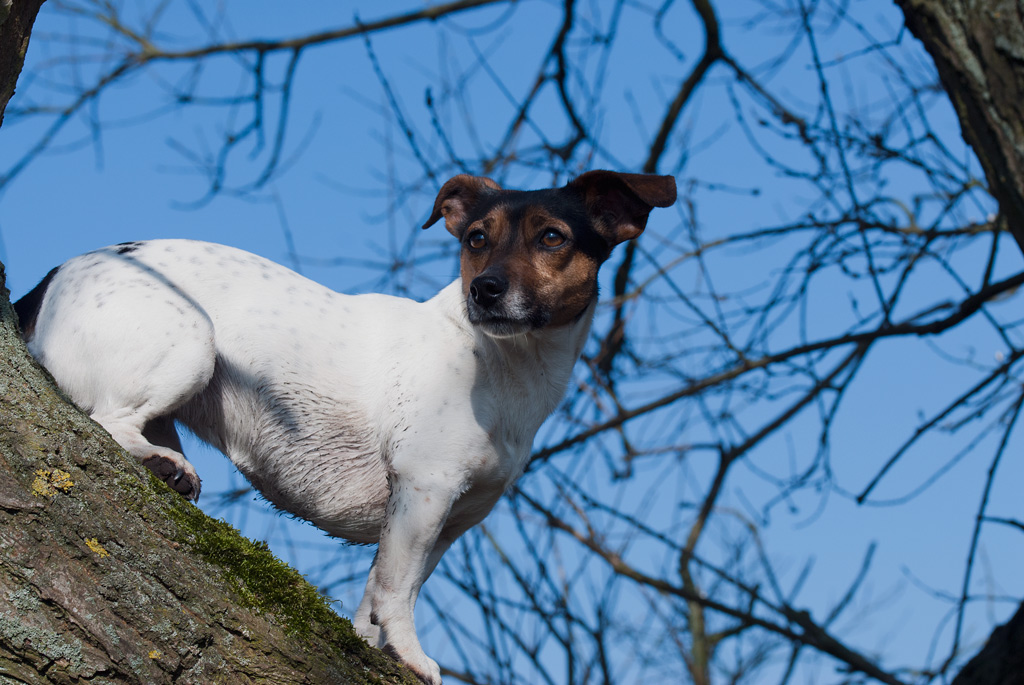 Loona im Baum